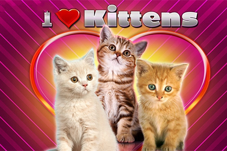 I Love Kittens