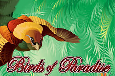 Birds of Paradise